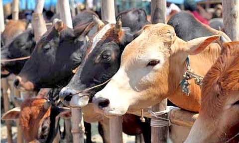 Livestock Farming 