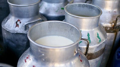 Milk