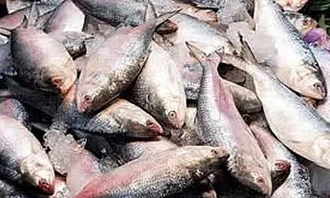 Hilsa Fish 