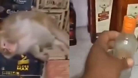 மது குடித்த குரங்கு