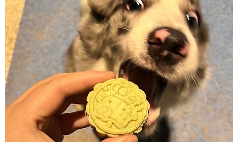 Mooncakes For Pets