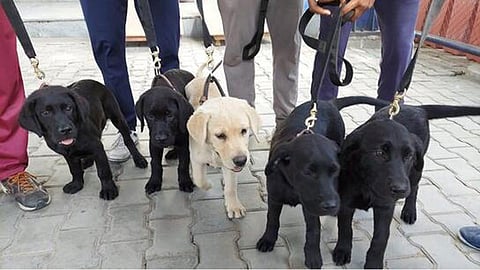  Five Labrador siblings