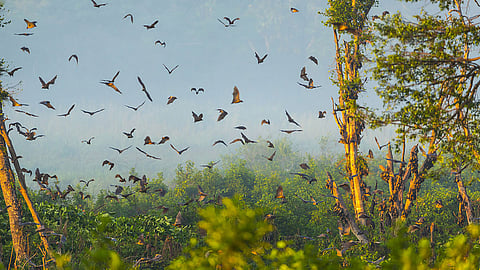 bats in Missouri forests