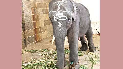 திருவண்ணாமலை கோவில் புதிய யானைக்கு தமிழ் பெயர் சூட்ட வேண்டும்- பக்தர்கள் வலியுறுத்தல்