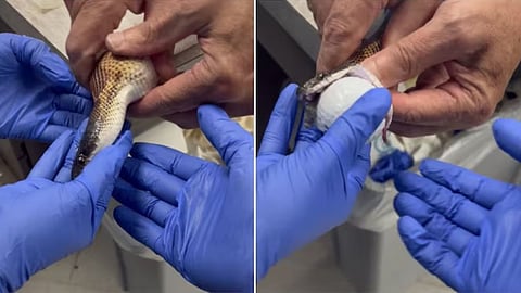 Snake swallows 3 golf balls in Texas
