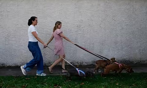 Dog Walking job