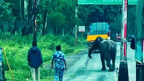 Elephant