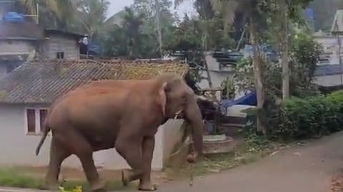 கிராமத்துக்குள் அதிகாலையில் புகுந்து மிரட்டிய காட்டு யானை