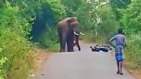 மோட்டார் சைக்கிளை அடித்து நொறுக்கிய காட்டு யானை- உயிர் தப்பிய வாலிபர்