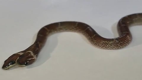 snake