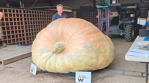  pumpkin  