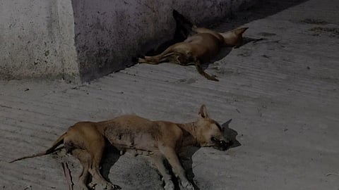 இறந்து கிடந்த நாய்கள்