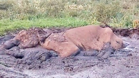 குண்டேரிப்பள்ளம் அணையில் சேற்றில் சிக்கிய பெண் யானை உயிரிழப்பு