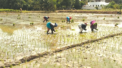 நெல் நடவு பணியில் ஈடுபடும்
 வடமாநில பெண் தொழிலாளர்கள்