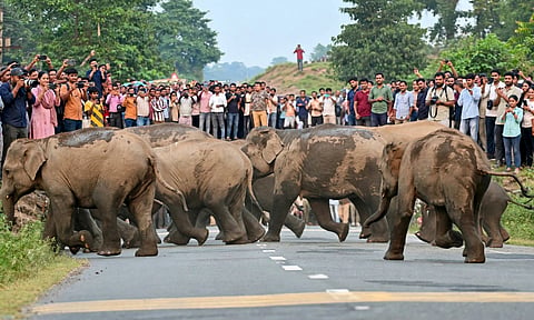 Elephant Crossing 
