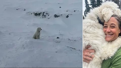 Husky Puppy Rescued