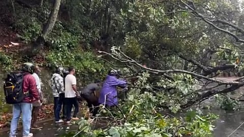 ஊட்டி-மேட்டுப்பாளையம் ரோட்டில் ராட்சத மரம் விழுந்து போக்குவரத்து பாதிப்பு