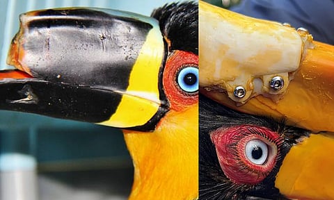 3D Printed Beak 