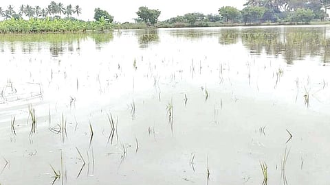 மழையில் மூழ்கிய நெற்பயிர்கள்