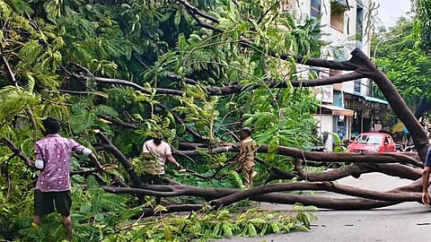 மரம் சரிந்தது