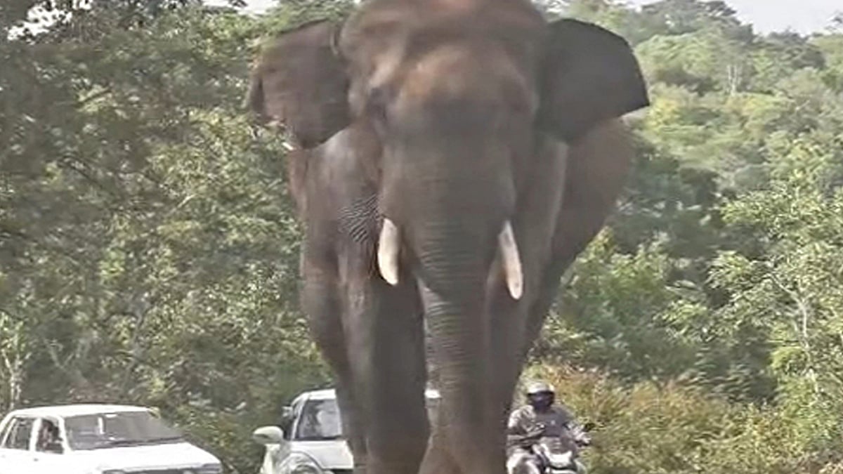 தாளவாடியில் வாகனங்களை வழிமறித்து சாலையில் உலா வந்த ஒற்றை யானை
