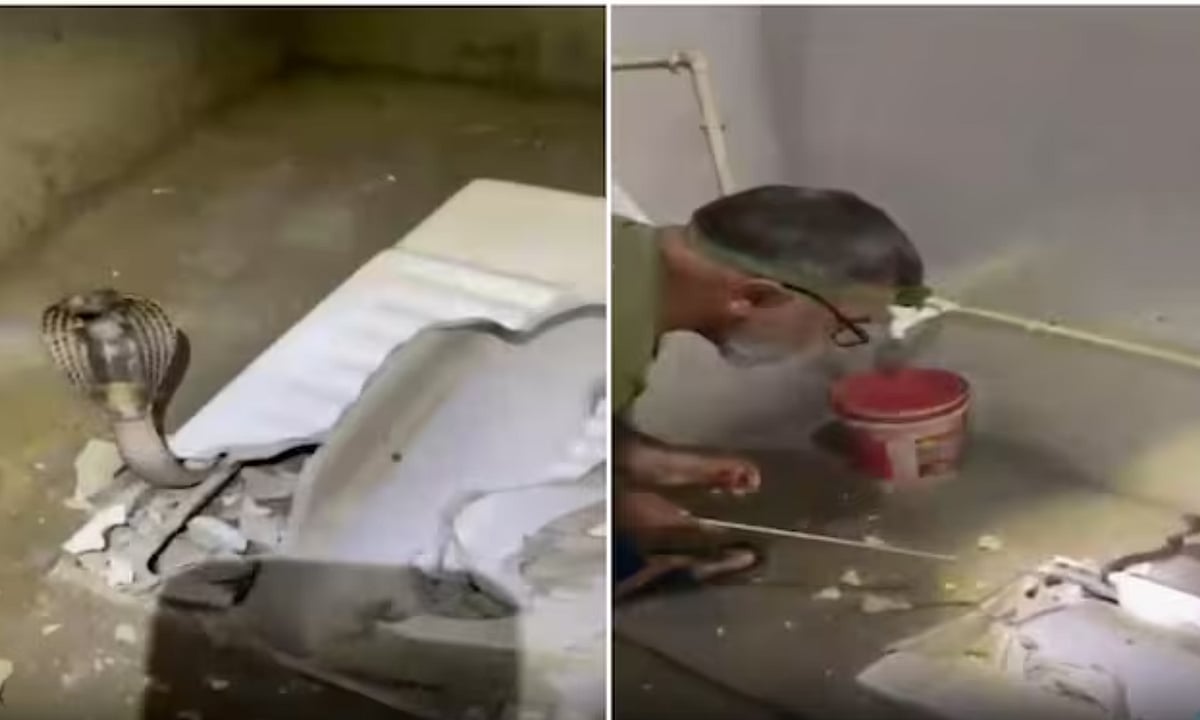 கழிவறை இருக்கையின் கீழ் 6 அடி நீள நாகப்பாம்பு: குருகிராமில் பரபரப்பு!