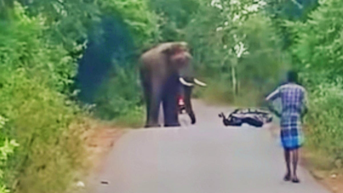 மோட்டார் சைக்கிளை அடித்து நொறுக்கிய காட்டு யானை- உயிர் தப்பிய வாலிபர்