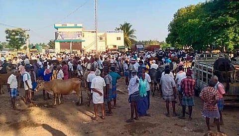 மின்னாம்பள்ளி மாட்டுச்சந்தைக்கு திங்கட்கிழமை விற்பனைக்கு வந்திருந்த மாடுகள்.