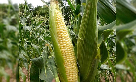 &nbsp;கோப்புபடம்