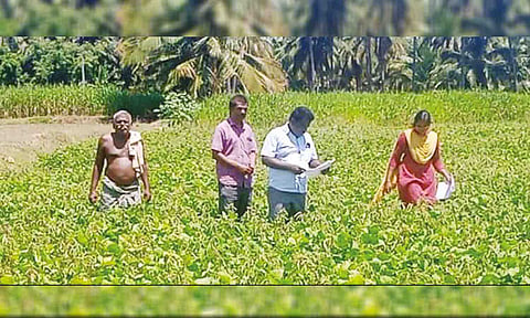 மங்களப்பட்டி கிராமத்தில் மாவட்ட விதைச்சான்று உதவி இயக்குனர் பயிறு வகை விதைப்பண்ணையை ஆய்வு செய்த போது எடுத்த படம்.
