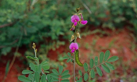 கோப்புபடம்.&nbsp;