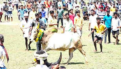 ஆத்தங்கரைபட்டியில் நடந்த  மஞ்சுவிரட்டு.