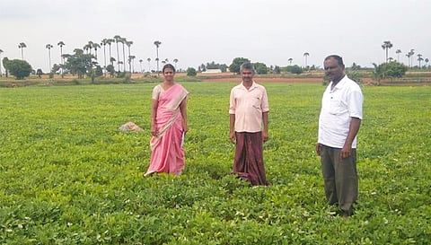 விதைச்சான்று உதவி இயக்குநர் பயிறு சாகுபடி செய்யப்பட்ட நிலத்தில்  ஆய்வு செய்த காட்சி.