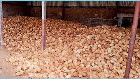 தேங்காய் விளைச்சல் இருந்தும் விலை இல்லாததால் விவசாயிகள் வேதனை