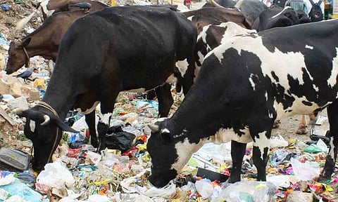 கோப்புபடம்.