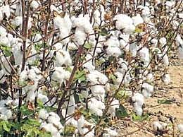 மறைமுக ஏலத்தில் ரூ.1 கோடிக்கு பருத்தி விற்பனை