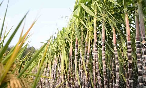 கோப்புபடம்.&nbsp;