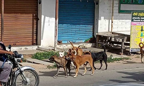 சுற்றி திரியும் நாய்கள்.&nbsp;