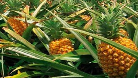 கொல்லிமலையில் இருந்து  சேலத்திற்கு அன்னாசி வரத்து அதிகரிப்பு