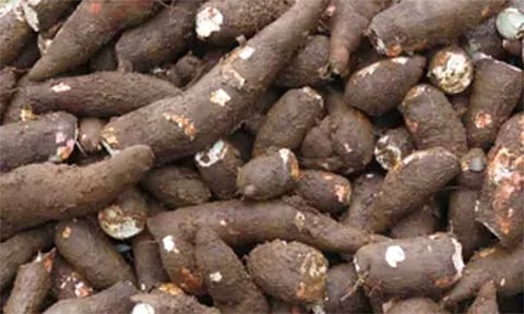 மரவள்ளி கிழங்கு  விலை உயர்வு