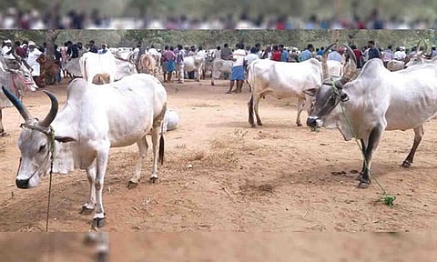 பழையக்கோட்டை  சந்தையில் விற்பனைகாக கொண்டுவரப்பட்ட காங்கயம் இன மாடுகளை படத்தில் காணலாம்.