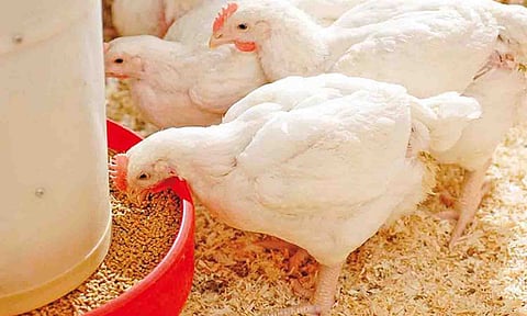 கோப்புபடம்.