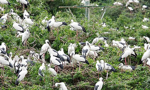சித்திரங்குடி பறவைகள் சரணாலயம்