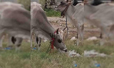 பிளாஸ்டிக் கழிவை உண்ணும் மாடுகளை படத்தில் காணலாம்.&nbsp;