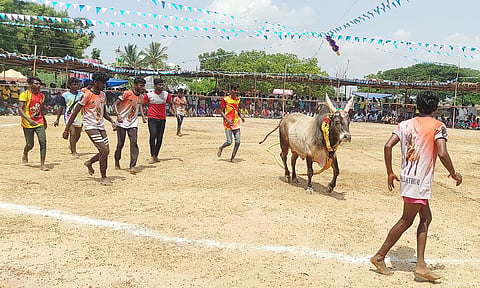 கிருஷ்ணாபுரத்தில் வடமாடு மஞ்சுவிரட்டு  நடந்தது.
