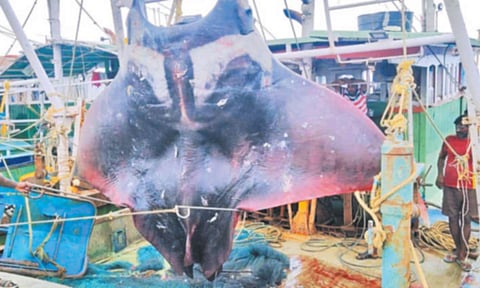 மீனவர்கள் வலையில் சிக்கிய ராட்சத திருக்கை மீன்