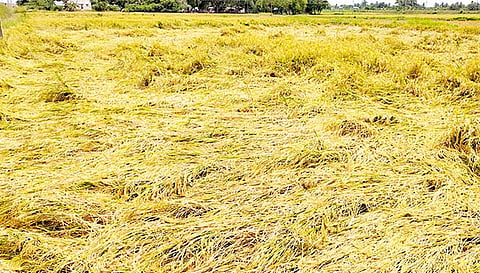 கொள்ளிடம் ஆற்றில் தொடர்ந்து வெள்ளப்பெருக்கு -  அறுவடைக்கு தயாரான நெற்பயிர்கள்  நீரில் மூழ்கியது