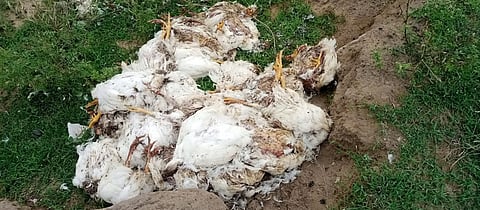 வெள்ளாற்றில் கொட்டப்பட்டு உள்ள கோழிக்கழிவுகளை படத்தில் காணலாம்.&nbsp;