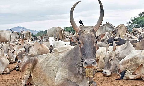 கோப்புபடம்.&nbsp;