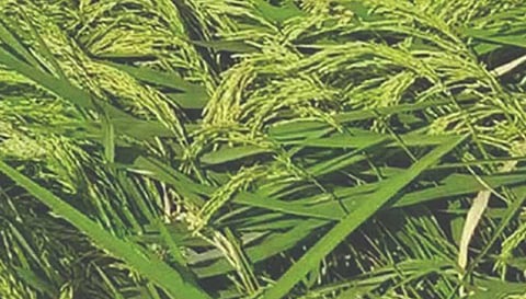 கபிலர்மலை வட்டார விவசாயிகளுக்கு வடகிழக்கு பருவமழை காலத்துக்கு ஏற்ற நெல் ரகங்கள் குறித்த விழிப்புணர்வு